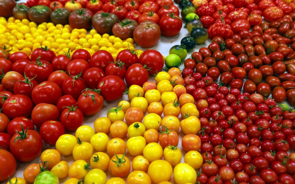 A selection of tomatoes on display at the seventh annual National Heirloom Expo. (John Burgess/The Press Democrat)