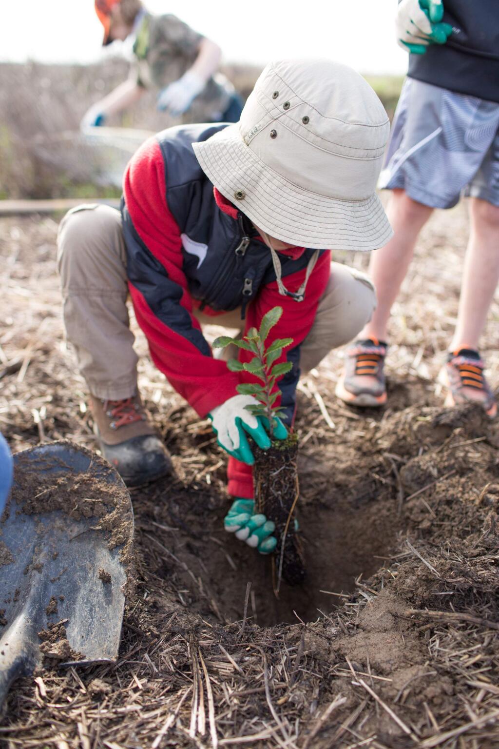 Planting a toyon sapling under the direction of STRAW, Students and Teachers Restoring a Watershed.