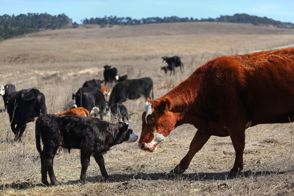 Cattle graze in Point Reyes National Seashore. (CHRISTOPHER CHUNG / The Press Democrat, 2018)