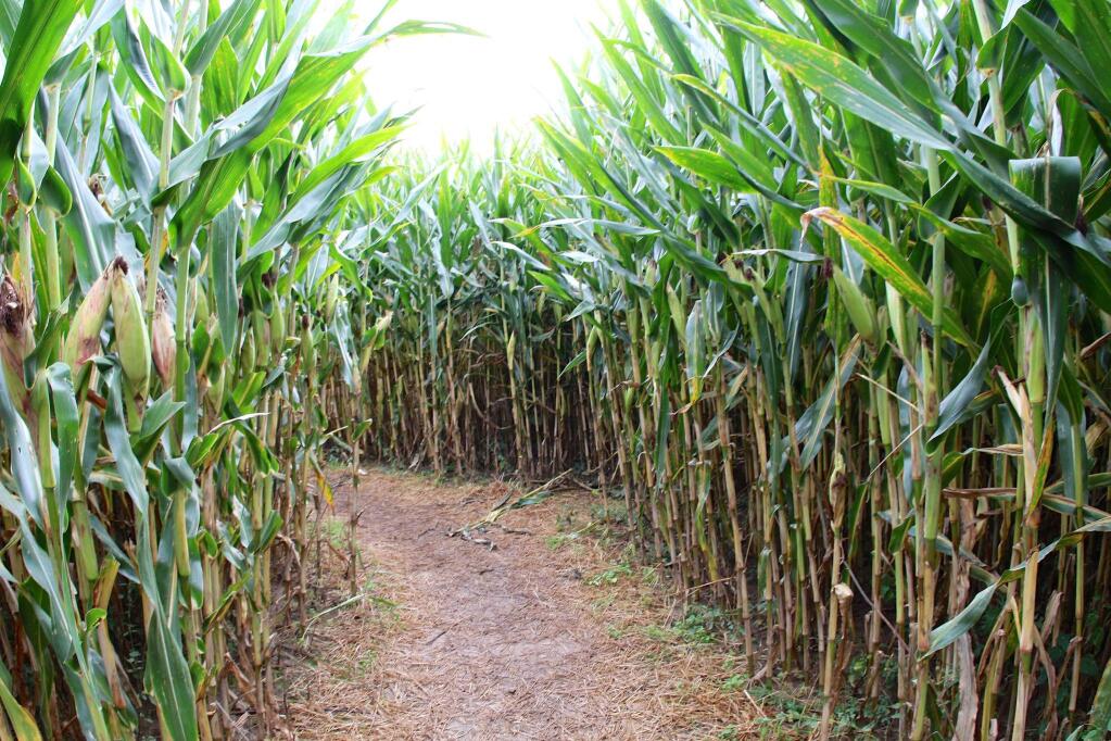 GET LOST: The labyrinth awaits visitors to Petaluma's popular Corn Maze and Pumpkin Patch.