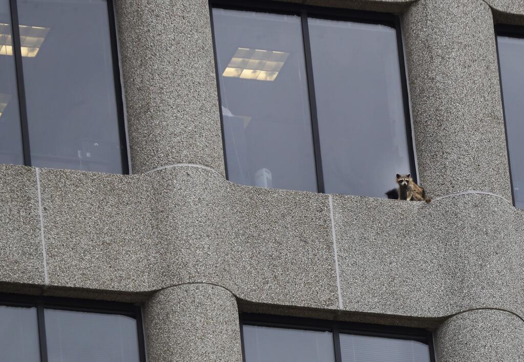 A raccoon sits on the ledge of an office window in the UBS Tower in downtown St. Paul, Minn., Tuesday, June 12, 2018. The raccoon stranded on the ledge of the building, captivated onlookers and generated interest on social media after it started scaling the office building. (Richard Tsong-Taatarii/Star Tribune via AP)