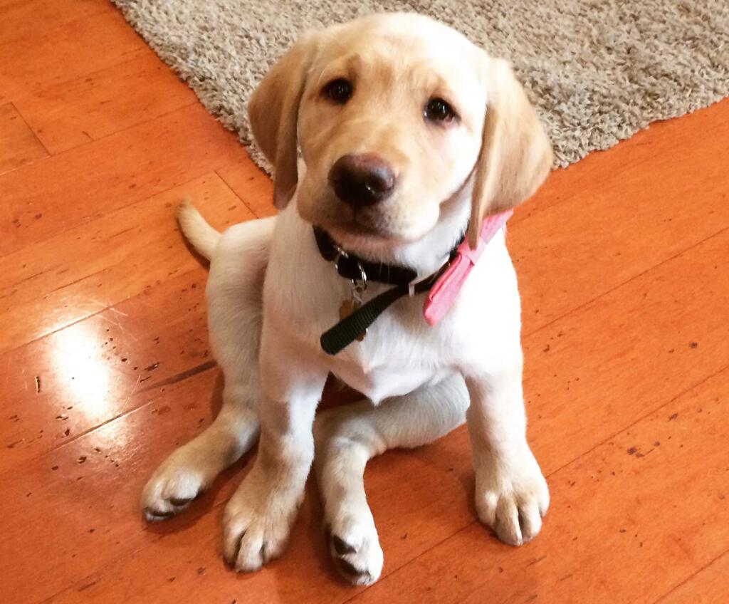 March 23 is National Puppy Day! Balsa is a guide dog puppy, currently in training for Guide Dogs for the Blind. She hopes to one day be able to give a blind person a whole new life. (photo submitted by Savannah Bertrand)