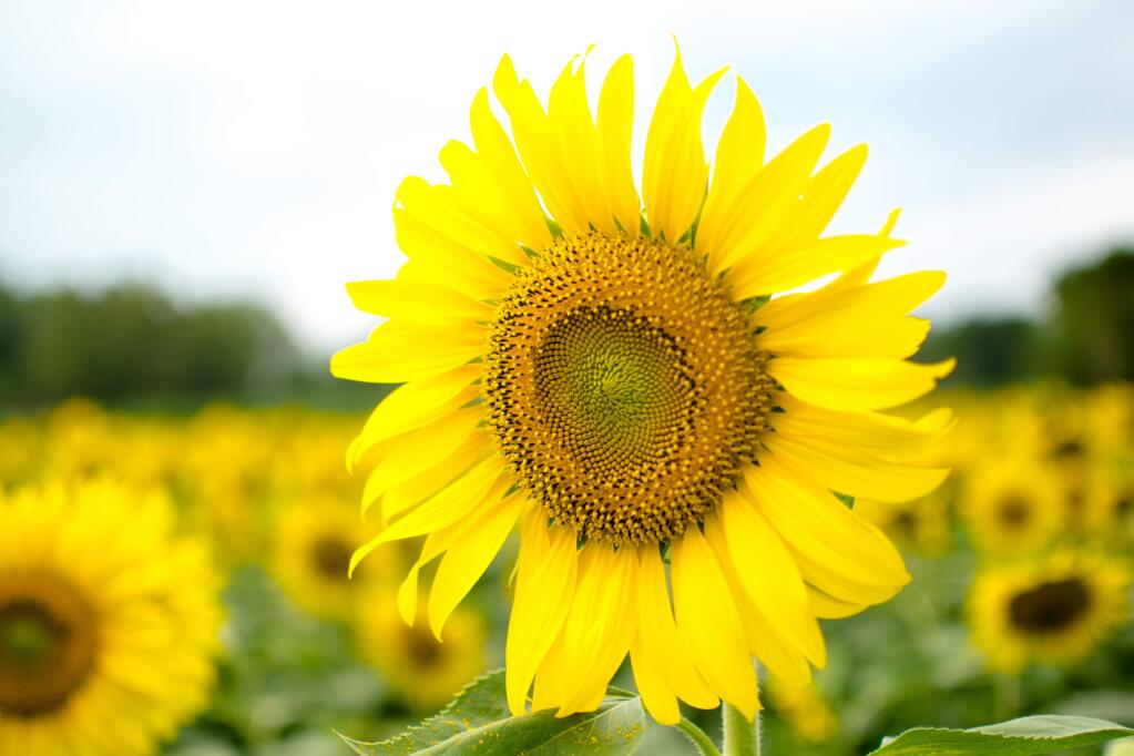 Perennial sunflowers benefit from having their old stems cut to the ground or about an inch above it in the winter.