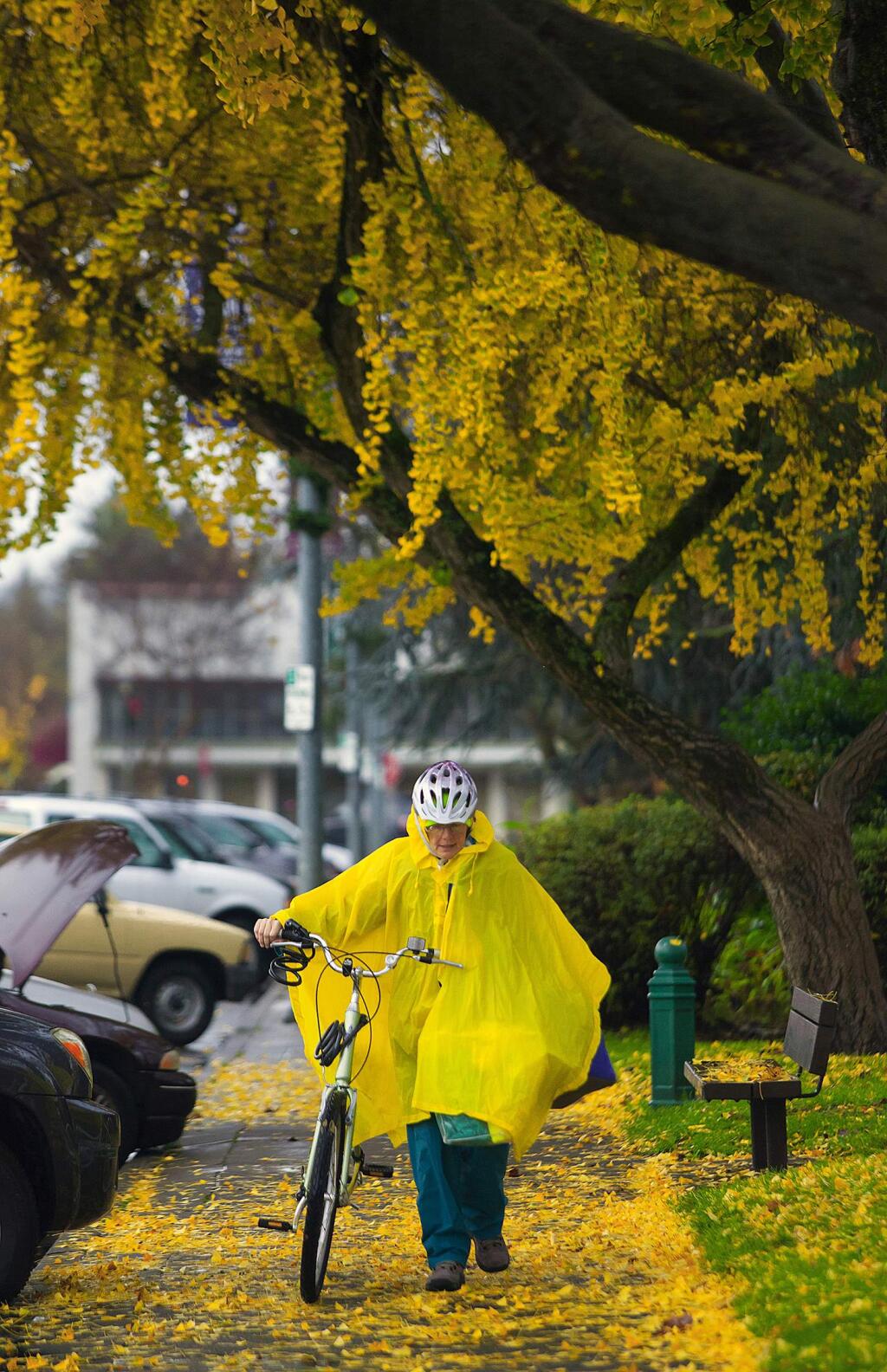 The Plaza Ginkgo trees display a bright golden color in spring. The male Ginkgos, one of which shown above along First Street East, don't produce the putrid smelling fruit that bothers public works employees and some passersby. (File photo by Robbi Pengelly/Index-Tribune)