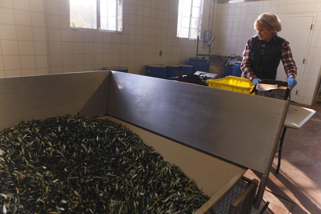 Deborah Rogers, the mill manager at McEvoy Ranch prepares jalapeños that will be infused into the newly harvested olive oils being made. (CRISTINA PASCUAL/ARGUS-COURIER STAFF)