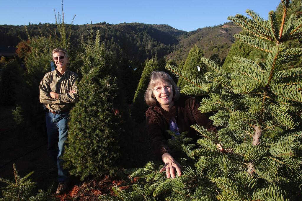 John Ferrando, left, and his sister Bobbi Hall, among the Christmas trees on the Moon Mountain Farm where they grew up. Moon Mountain is the only remaining tree farm in Sonoma Valley, operated for 35 years by the Ferrando family on land their family has owned since 1918. (John Burgess/The Press Democrat)