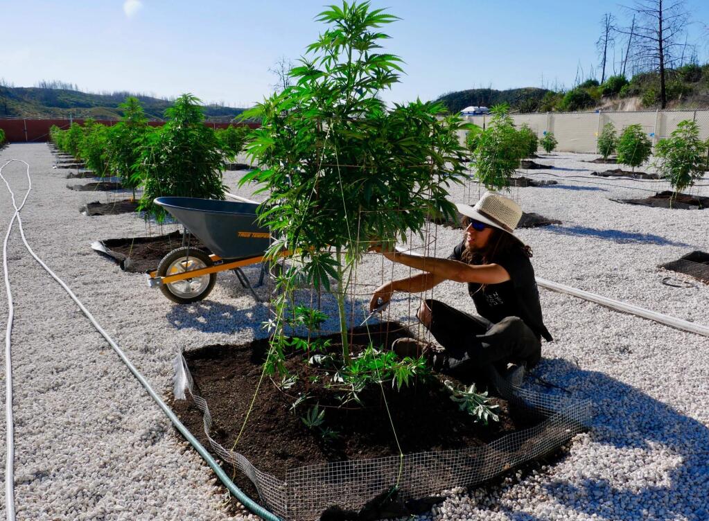 Abel Shore, plant whisperer at Garden of Fumé, which grows cannabis in Lake County (COURTESY OF FUMÉ) June 29, 2018