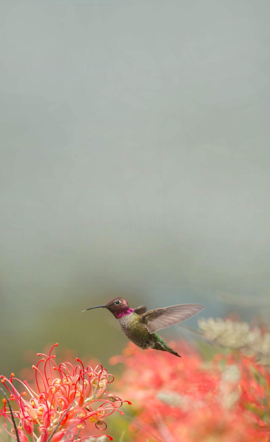 Hummingbird with a Grevillea