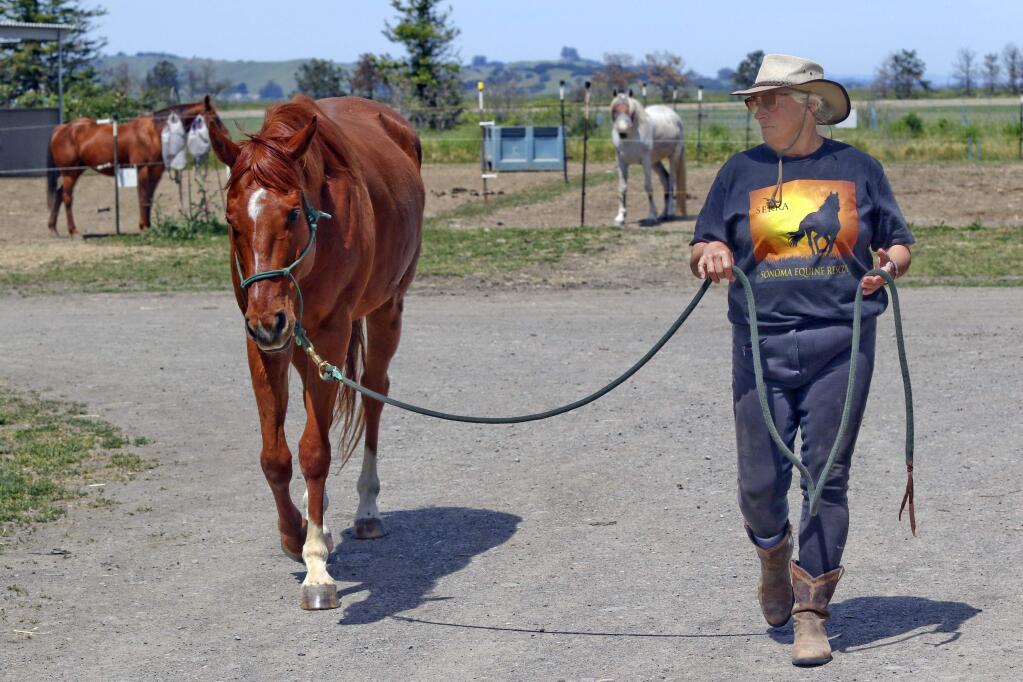 Co-director Laura Ponter works with Phoenix at Serra Equine Rescue Center in Petaluma on Tuesday, April 19, 2016.(SCOTT MANCHESTER/ARGUS-COURIER STAFF)