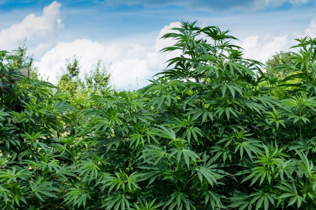 Cannabis cultivators in Sonoma County could face steep new taxes based on the number of square feet in production under proposed regulations. (Shutterstock image)