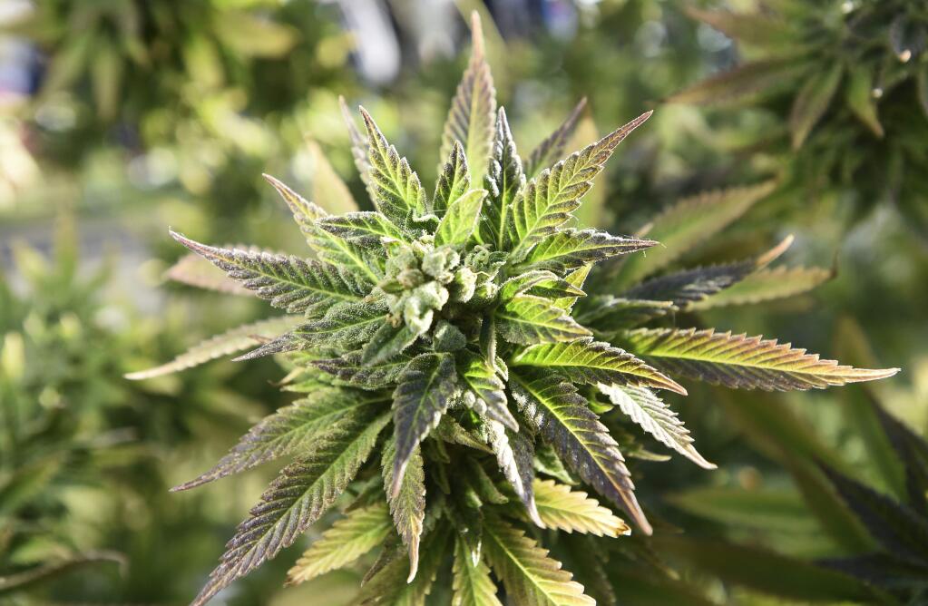 FILE - In this April 20, 2018, file photo, a marijuana plant is seen on Hippie Hill in San Francisco. Los Angeles-area prosecutors are joining other district attorneys to use technology to wipe out or reduce as many as 66,000 old marijuana convictions years after California voters broadly legalized the drug. The county is working with the Code for America nonprofit tech organization, which uses computer algorithms to find eligible cases that are otherwise hard to identify in decades-old court documents. It comes after San Francisco found success clearing convictions, which other cities and states nationwide said they will try to do. (AP Photo/Josh Edelson, File)
