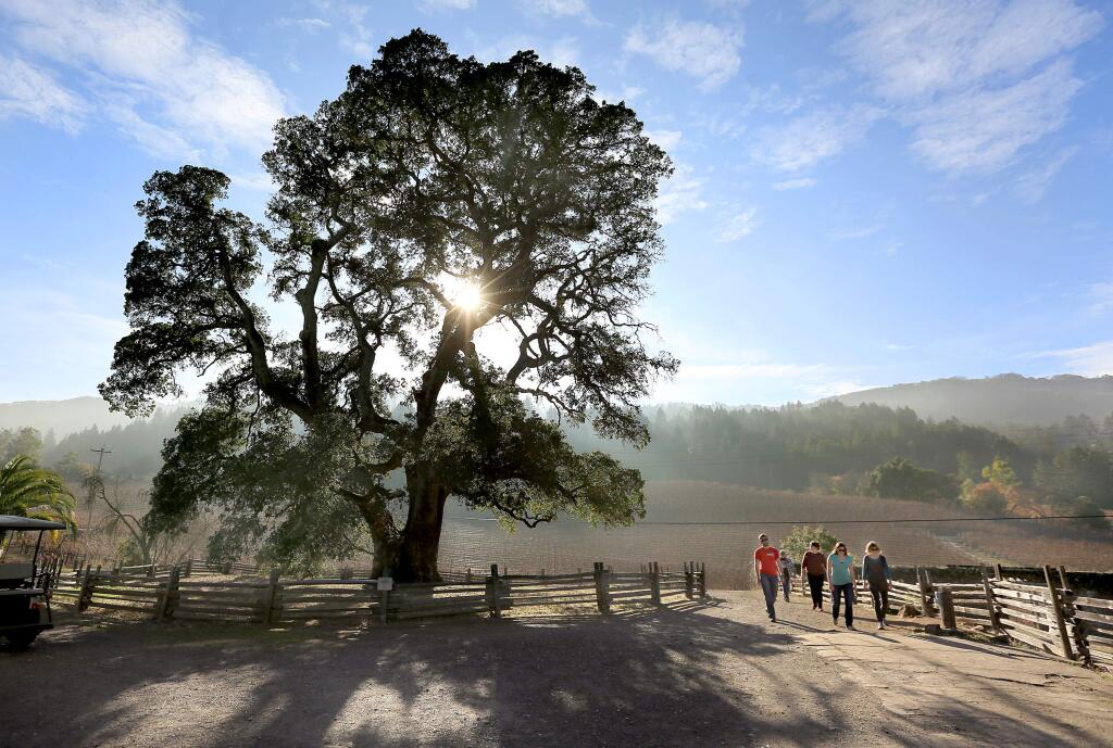 In 2013, Chris Monroe helped save the massive 400-year oak tree that sits in Jack London State Historic Park. (Kent Porter / Press Democrat) 2013