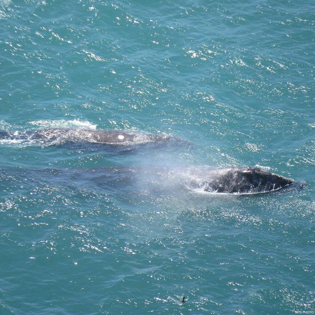 National Park ServiceA gray whale and her calf seen traveling together.