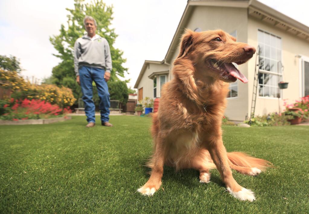 Curtis Lang of Wine Country Greens installed a synthetic turf lawn in the backyard of a Petaluma home that Juneau, the pet of the owner, Jacquie Coyne who did not want to be photographed, loves to play on, Thursday May 22, 2015. (Kent Porter / Press Democrat) 2015
