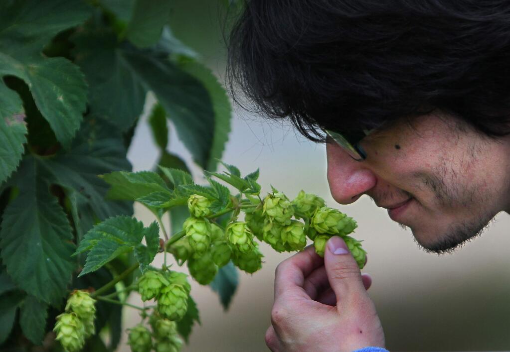 Ariel Ceja smells hops growing at the Carneros Brewing Company and Ceja Winery ranch outside of Sonoma. JB