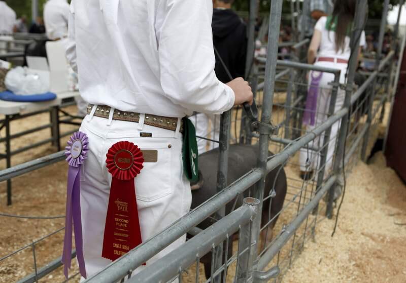 Ribbons hang from the the back pocket of a participant during a pre-pandemic Sonoma County Fair Junior Livestock Auction Hog Sale at the Sonoma County Fairgrounds in Santa Rosa. (BETH SCHLANKER/ The Press Democrat)
