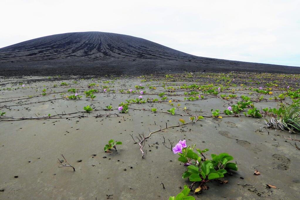 In an undated photo provided by Dan Slayback, Beach morning glories grow on an island formed by volcanic activity four years ago in Tonga, in the South Pacific. The new island's evolution could hold clues to how water might have shaped similar features on Mars billions of years ago. (Dan Slayback via The New York Times) -- NO SALES; FOR EDITORIAL USE ONLY WITH NYT STORY PACIFIC NEW ISLAND BY CHOKSHI FOR FEB. 10, 2019. ALL OTHER USE PROHIBITED. --