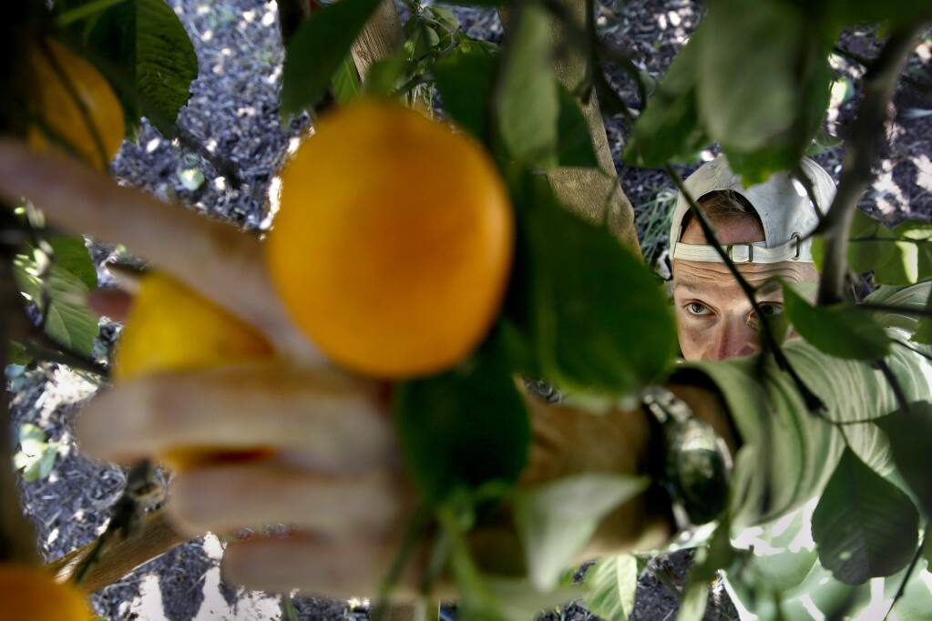 Erik Anderson, a volunteer from Farm to Pantry, gleans lemons from trees at a residence for the Healdsburg Food Pantry at in Healdsburg, on Tuesday, April 14, 2015. (BETH SCHLANKER/ The Press Democrat)