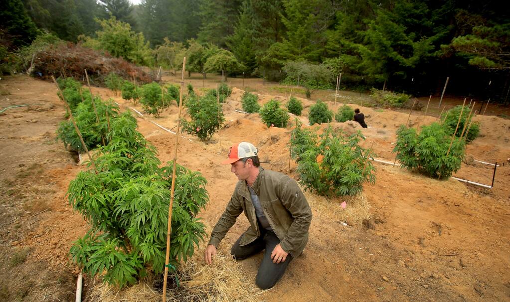 Justin Calvino pushes cover and mulch around his marijuana garden, a sativa that includes Coffee Kush and Willits Gold at his home in Albion Thursday Aug. 4, 2016. Calvino is part of an effort to dedicate certain regions of northern California as marijuana growing appellations titled, Mendocino Appellations Project. (Kent Porter / The Press Democrat) 2016