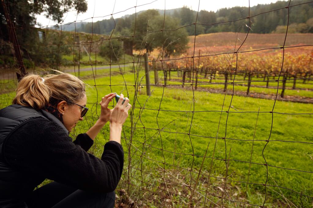 Heather Silveira of San Francisco pauses to make a photo of the adjacent vineyard during Green Friday at Jack London State Historic Park in Glen Ellen, California on Friday, November 25, 2016. (Alvin Jornada / The Press Democrat)