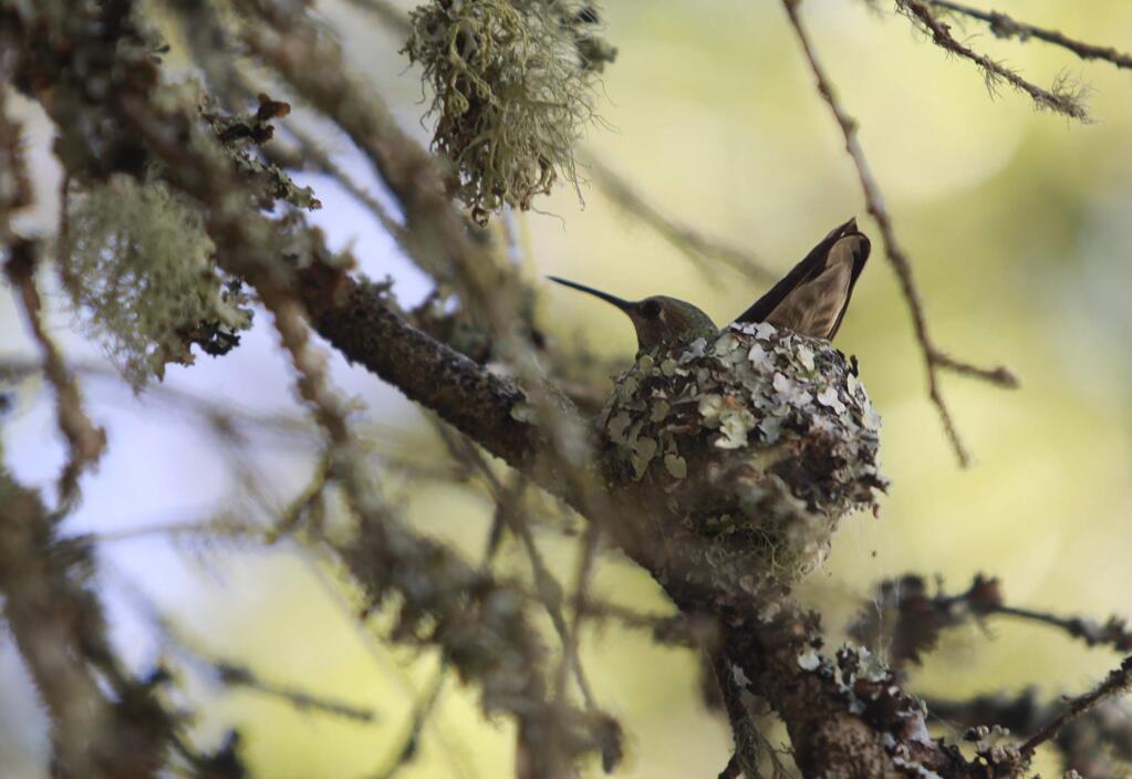 An Anna's hummingbird sits in a well camouflaged nest at Native Songbird Care & Conservation in Sebastopol, on Tuesday, April 22, 2014. (BETH SCHLANKER/ The Press Democrat)