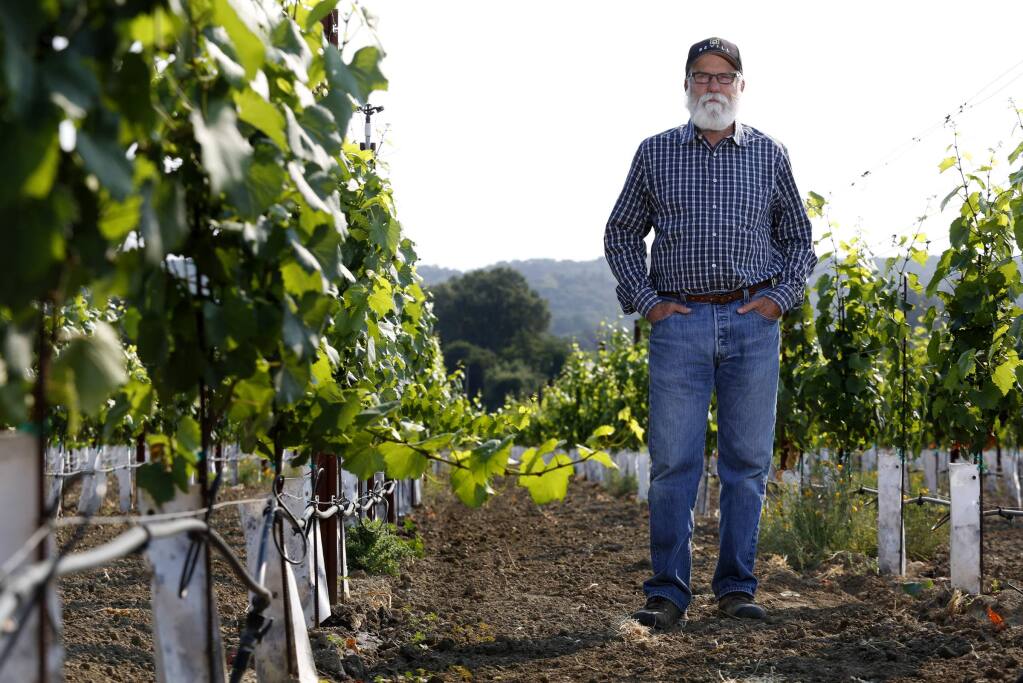 Vineyard manager and grape grower Duff Bevill at his Dry Creek Valley home ranch amongst Chardonnay vines he planted in 2012 to replace vines planted in 1986. Photo taken in Healdsburg, on Wednesday, July 2, 2014.(BETH SCHLANKER/ The Press Democrat)