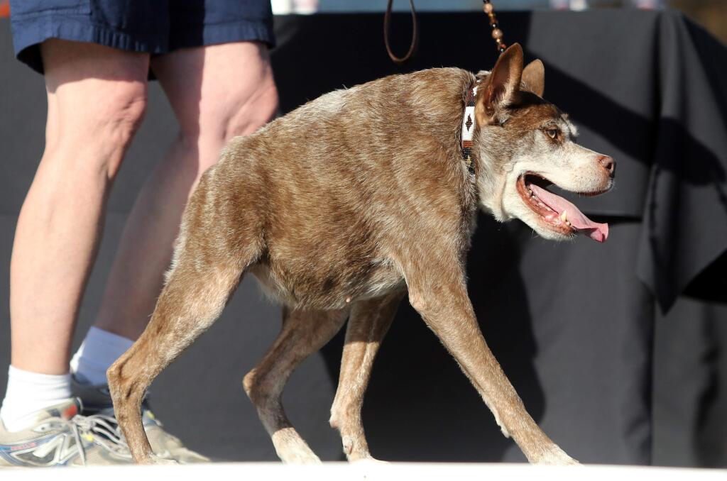 Quasi Modo parades across the stage during 'The World's Ugliest Dog Contest,' held at the Sonoma-Marin Fair in Petaluma Friday, June 26, 2015. The winner of this years contest was 10-year-old pit/Dutch shepherd mix Quasi Modo a from Loxahatchee, Florida who was born with multiple birth defects to the spine. Second place went to SweePee Rambo, a Chinese Crescent Chihuehue. (CRISTA JEREMIASON / The Press Democrat)