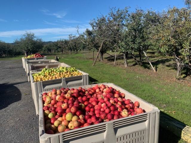 Apples at Manzana. Jonah Raskin photo.
