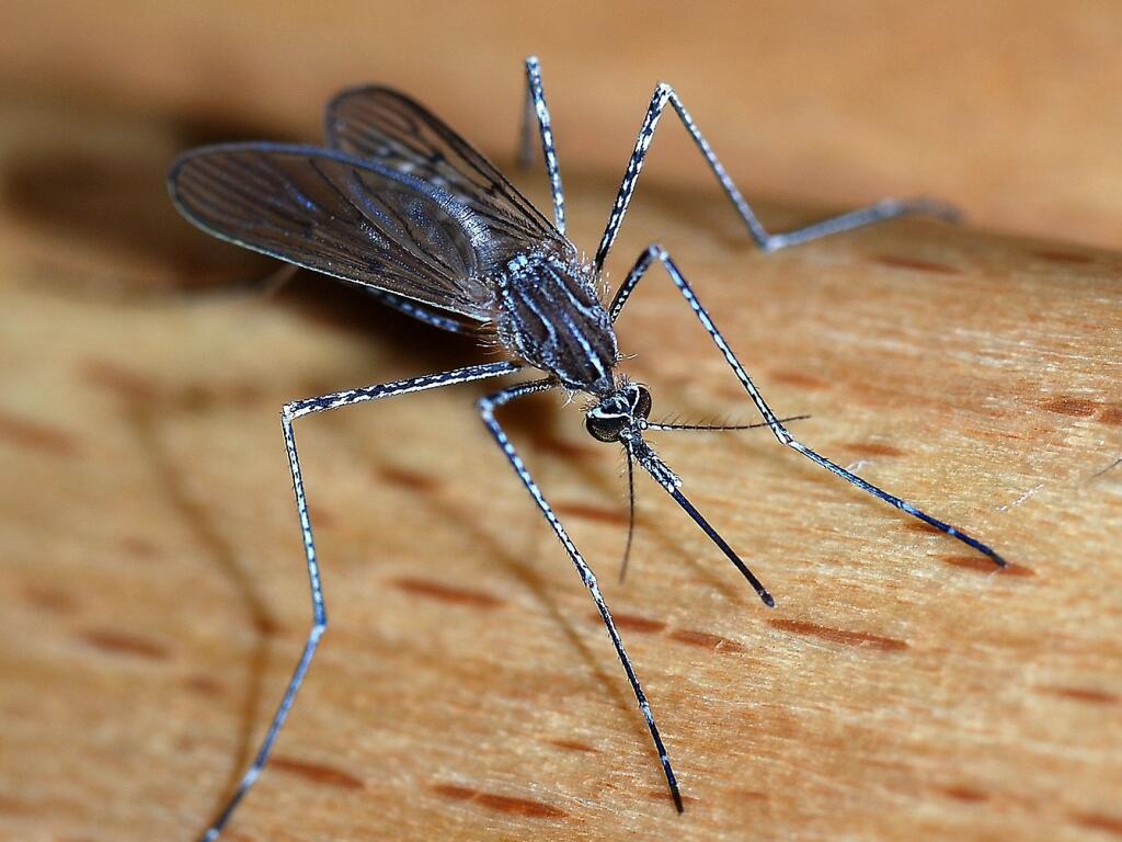 Female mosquito (Alvesgaspar photo, cc)