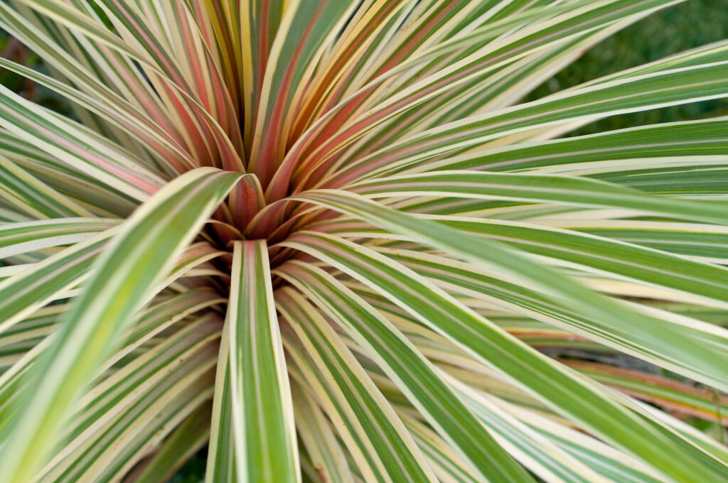 Some phormium cultivars will revert to their original colors but there are ways to prevent it. (Cmspic/Shutterstock)