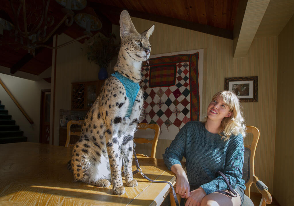 Nahndi, an African serval, with Lynette Lyon at the Lyon Ranch on Wednesday, Oct. 7. Servals use their exceptional jumping abilities to grab birds out of the sky up to 10 feet off the ground. They’re also the second fastest feline, reaching speeds of 45-miles per hour.  (Photo by Robbi Pengelly/Index-Tribune)