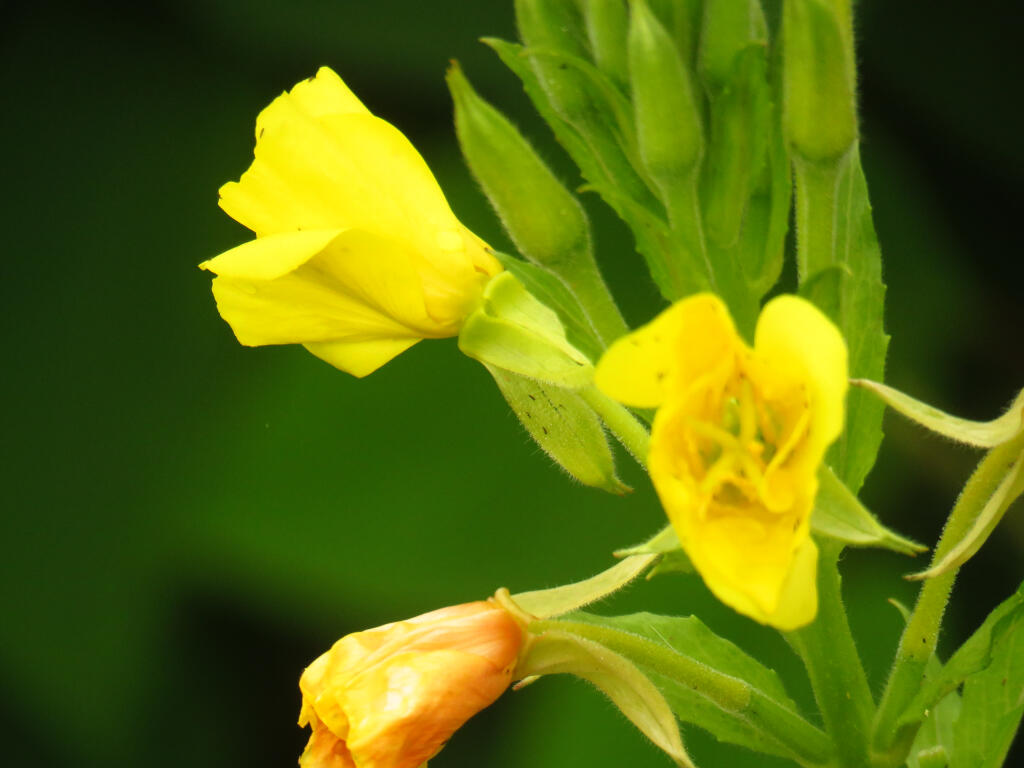 Missouri evening primrose unfurls showy flowers for only a few minutes between 6-7 p.m.
