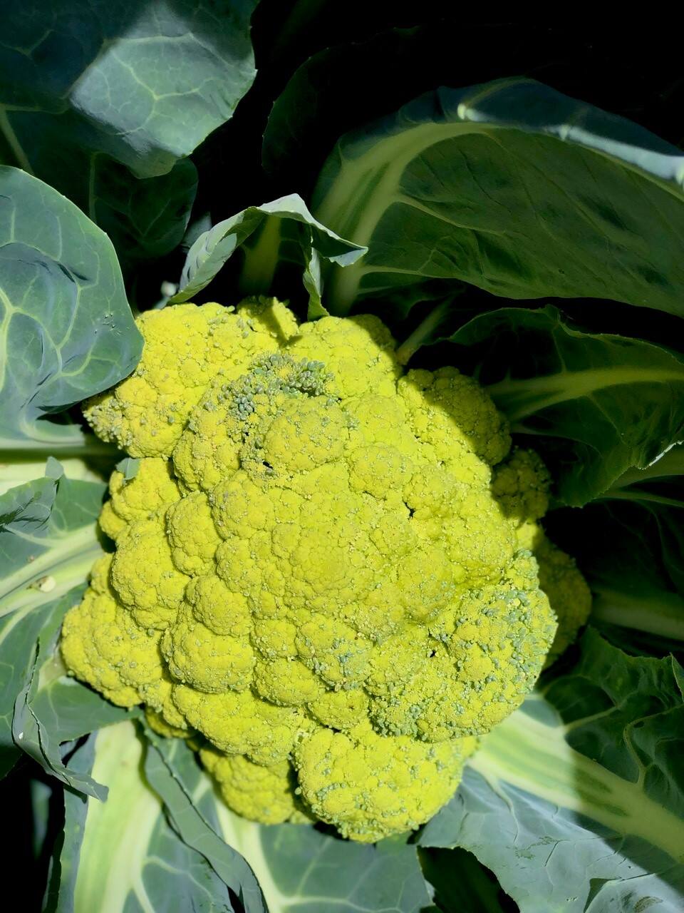 Among the favorites from Kate’s garden this year was this ’Green Macerata’ cauliflower that was both prolific and delicious. (Kate Frey)