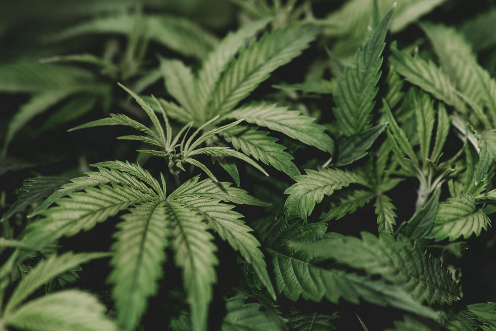 Marijuana cultivation. Cannabis cultivation. Green background. Nature herb pot. Weed medicine leaf. Grow indica flowering. Cannabis plant. (Dmytro Tyshchenko / Shutterstock)