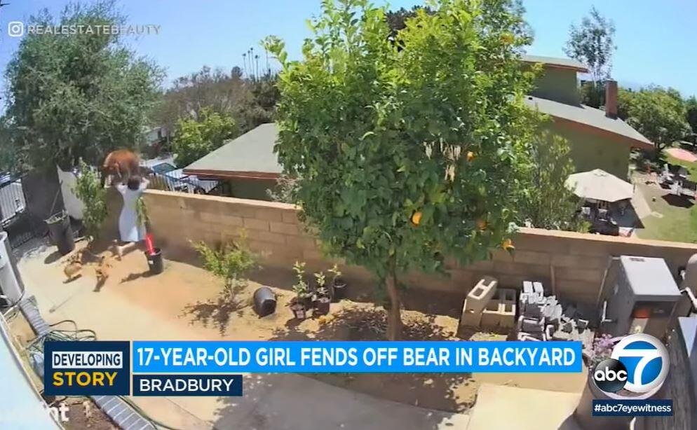 A screenshot from ABC 7 video shows a 17-year-old girl shoving a bear facing off with her family dogs in Bradburg, east of Los Angeles, Monday, May 31, 2021. (ABC 7)
