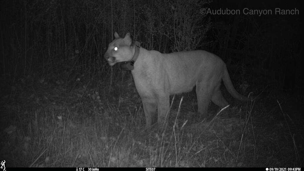 A 14 to 15-year-old female mountain lion called P1 is caught by a trail cam. There are a handful of mountain lions in Sonoma Valley, and threats to wildlife corridors could threaten the health of the sub-population within Sonoma Valley. (Courtesy of the Living with Lions Trail Camera Project )