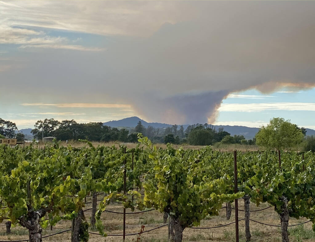 Growers were caught off guard by the mid-August wildfires. Here, smoke towers above the vines at the Pellegrini-Olivet Lane vineyard on the day the Walbridge and Stewarts Point fires started. (Pellegrini-Olivet Lane)