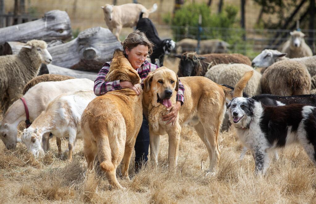 Sarah Keiser, owner of Wild Oat Hollow farm in Penngrove, lost two sheep in a week to a predator believed to be a mountain lion. Keiser recently acquired a second Spanish Mastiff guard dog to protect her flock. (Photo by John Burgess/The Press Democrat).