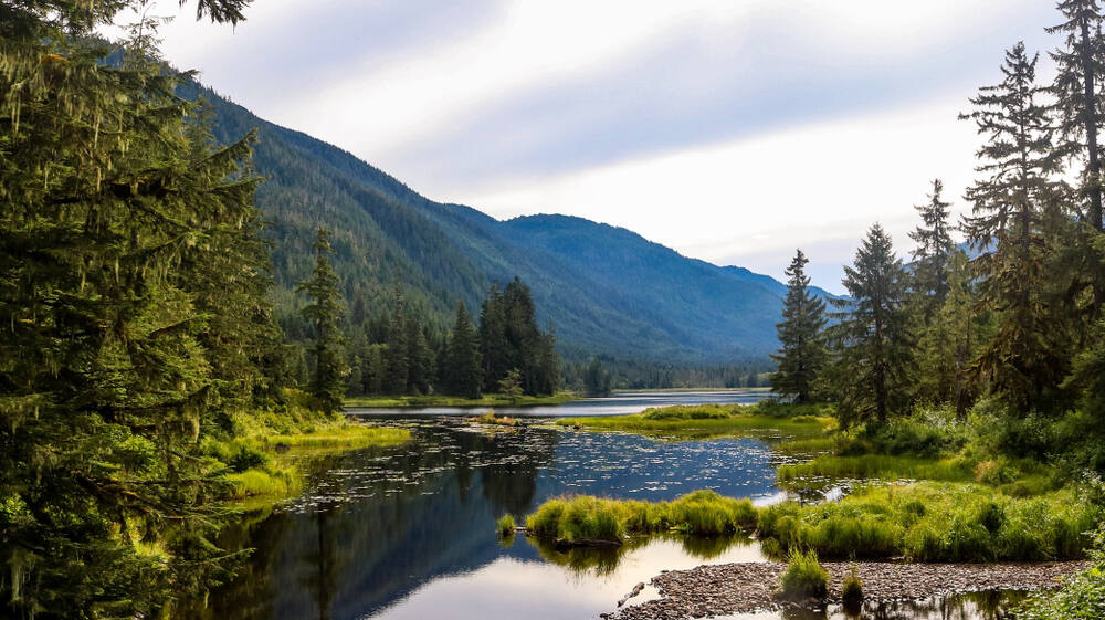 Tongass National Forest in Alaska. (Ryan Minuto/Shutterstock)
