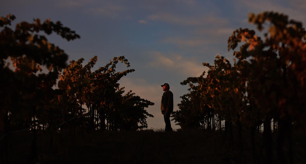 Eric Sussman of Radio-Coteau near Occidental is preparing to harvest his last block of old vine zinfandel  as Sonoma County's wine grape harvest continues its autumn march, Tuesday, Sept. 28, 2021.  (Kent Porter / The Press Democrat)