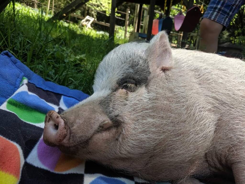 Piggy Smalls, a pet that ran off as his family evacuated its home off St. Helena Road and has not been seen since. (Treinan/Drlik family)