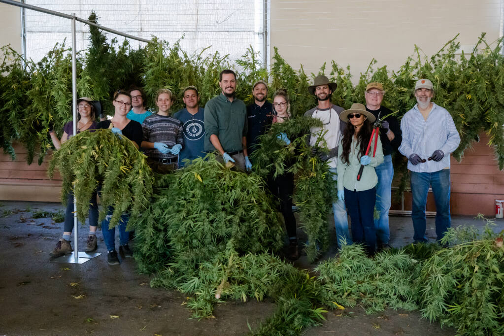 The Santa Rosa Junior College grows hemp for educational purposes on its campus farm. Oct. 2019 produced a good harvest. (Emily Davis photo)