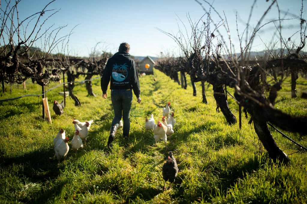 Eco Terreno Wines & Vineyards' 166 acres of vines near Cloverdale in Sonoma County's Alexander Valley are scoured for pests and weeds by animals such as chickens, seen here on May 5, 2022, as well as water fowl and sheep. (Kate Nagle Photography)