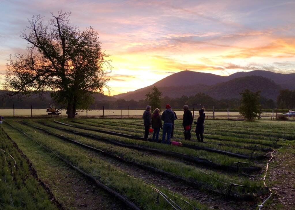 Personal trainer Jeff Hughes and garden enthusiast Madeline Hooper visited Peace & Plenty saffron farm in Kelseyville for their new PBS show “GardenFit.” The helped with an early-morning harvest to help co-owners Melinda Price and Simon Avery avoid injuries. (GardenFit)