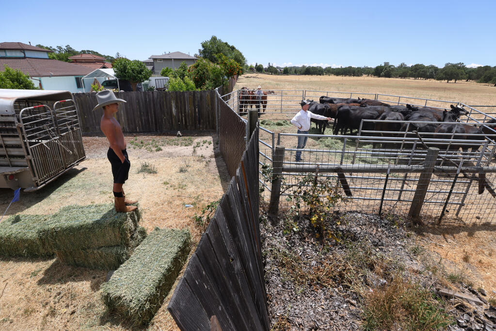 Nathanual Ortiz Hernandez, 14, left, watches Rick Collins move cattle off land owned by the Lytton Rancheria, at the west end of Starr View Drive near Venus Drive, in Windsor on Wednesday, June 9, 2021.  The Lytton Rancheria tribe is poised to build a wastewater treatment plant on the property.  (Christopher Chung / The Press Democrat)