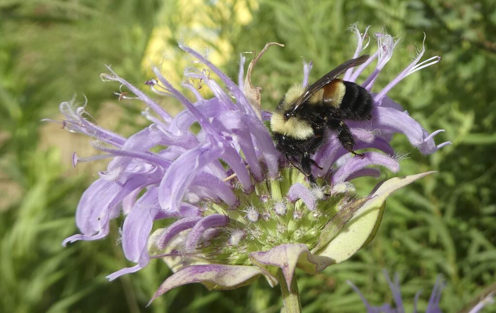 FILE - This 2016 file photo provided by The Xerces Society shows a rusty patched bumblebee in Minnesota. The U.S. Fish and Wildlife Service on Tuesday, March 21, 2017, officially designated the bee an endangered species. It is the first bee species in the continental U.S. to receive federal protection under the Endangered Species Act. The listing was announced in January and had been scheduled to take effect Feb. 10. But the Trump administration ordered a last-minute review and postponed the listing until Tuesday. (Sarah Foltz Jordan/The Xerces Society via AP, File)