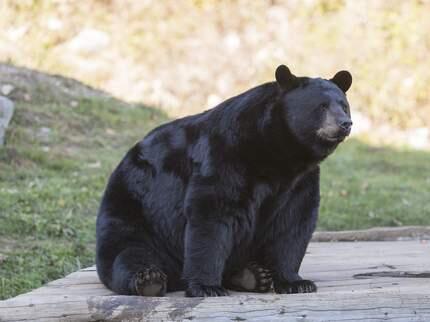 Black bear stock photo. Click through the gallery to see animals caught on camera in Sonoma County. (SHUTTERSTOCK)