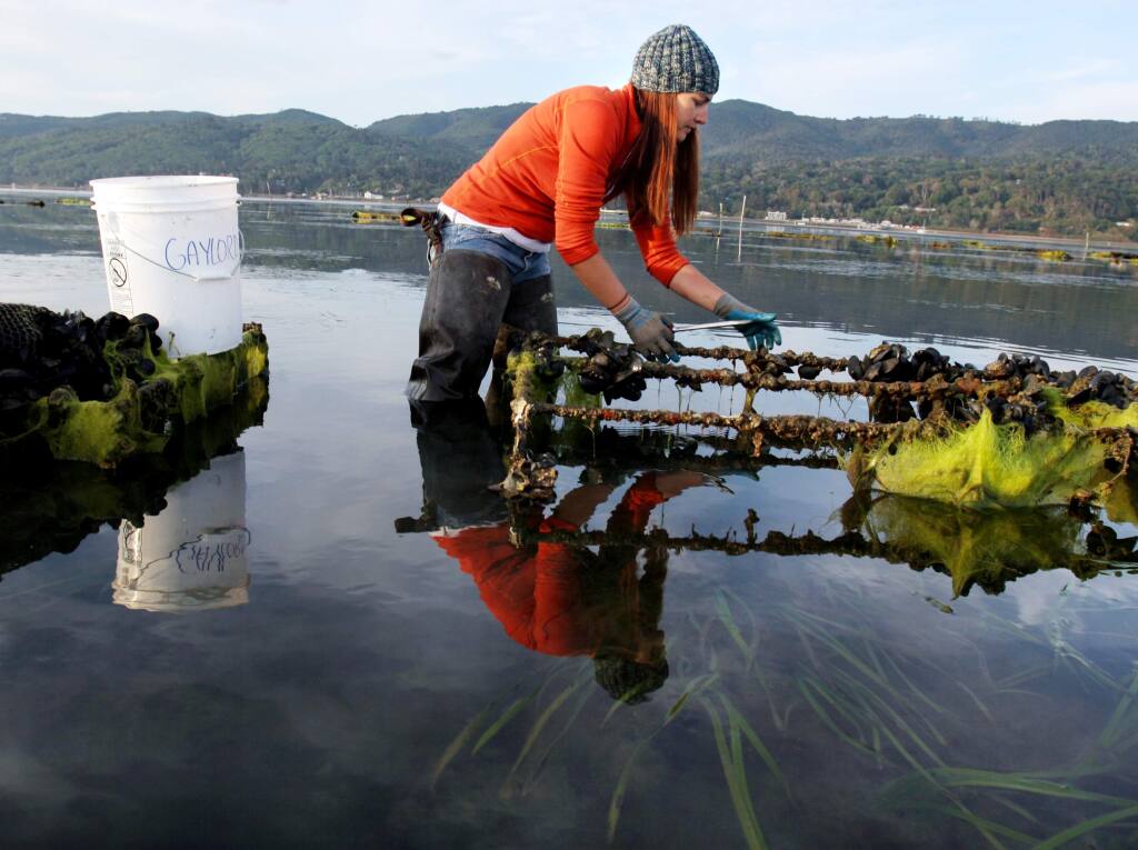 Bodega Marine Lab PhD candidate Annaliese Hettinger gathers native oysters from a Tomales Bay oyster farm for a study looking at the effects of increased ocean acidity on shellfish. (PD FILE, 2014)