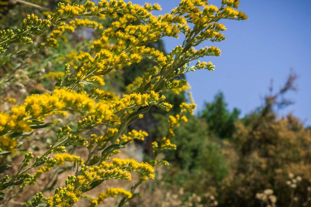 Plants such as goldenrod usually look great all summer, with no need to perform maintenance besides removing a stray stem here and there.