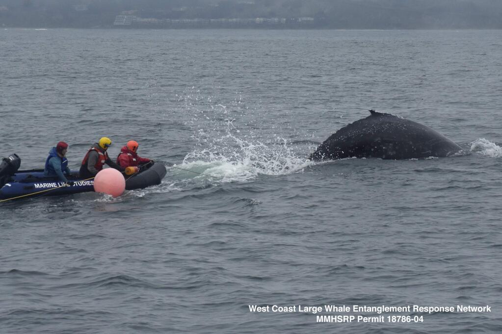 In this photo taken Dec. 13, 2019, provided by Marine Life Studies Whale Entanglement Team, a young humpback whale entangled in fishing gear is freed in Monterey Bay, Calif., days after it was first spotted by a fisherman. (Marine Life Studies via AP)